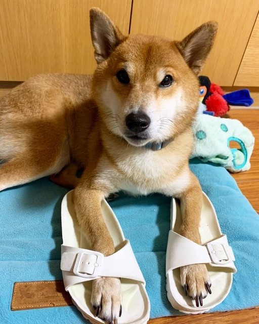 ビルケンシュトック マドリッド ホワイト Madrid/マドリッド EVA ホワイト | BIRKENSTOCK