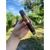 thumbnail from instagram_graph by private_instagram_user displaying Diamond Crown Maximus Robusto No. 5.